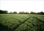Savernake Forest, Wiltshire crop circle, aerial photo 53