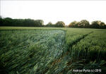 Savernake Forest, Wiltshire crop circle, aerial photo 55