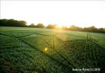 Savernake Forest, Wiltshire crop circle, aerial photo 54