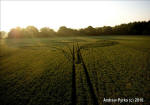 Savernake Forest, Wiltshire crop circle, aerial photo 57