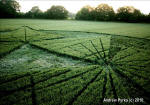 Savernake Forest, Wiltshire crop circle, aerial photo 50