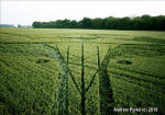 Savernake Forest, Wiltshire crop circle, aerial photo 52