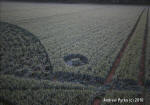 Savernake Forest, Wiltshire crop circle, aerial photo 61