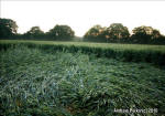 Savernake Forest, Wiltshire crop circle, aerial photo 56
