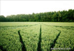 Savernake Forest, Wiltshire crop circle, aerial photo 49