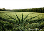 Savernake Forest, Wiltshire crop circle, aerial photo 51