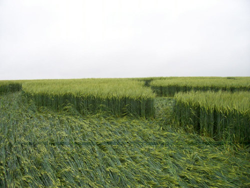 Silbury Hill, Wiltshire crop circle, aerial photo 51