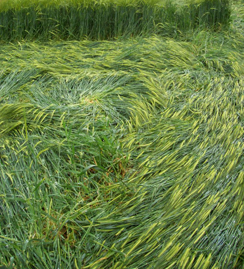 Silbury Hill, Wiltshire crop circle, aerial photo 50