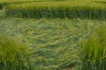 Silbury Hill, Wiltshire crop circle, aerial photo 34