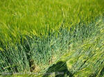 Silbury Hill, Wiltshire crop circle, aerial photo 87