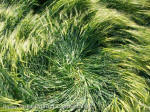 Silbury Hill, Wiltshire crop circle, aerial photo 92