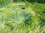 Silbury Hill, Wiltshire crop circle, aerial photo 95