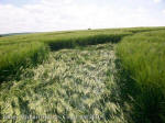 Silbury Hill, Wiltshire crop circle, aerial photo 85