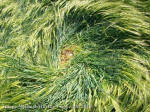 Silbury Hill, Wiltshire crop circle, aerial photo 93