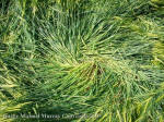 Silbury Hill, Wiltshire crop circle, aerial photo 94
