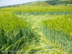 Silbury Hill, Wiltshire crop circle, aerial photo 84