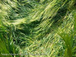 Silbury Hill, Wiltshire crop circle, aerial photo 88