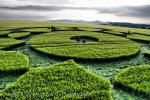 Silbury Hill, Wiltshire crop circle, aerial photo 69