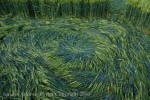 Silbury Hill, Wiltshire crop circle, aerial photo 74