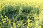 Stonehenge, Wiltshire crop circle, aerial photo 98