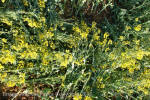 Stonehenge, Wiltshire crop circle, aerial photo 99