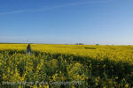 Stonehenge, Wiltshire crop circle, aerial photo 79