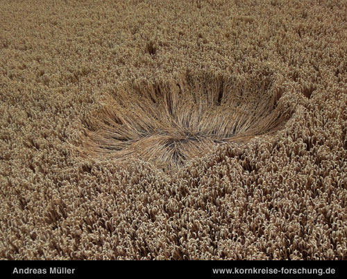 Westbury White Horse, Wiltshire crop circle, aerial photo 6