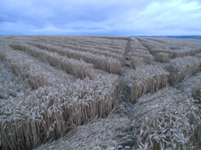 Whitefield Hill, Wiltshire crop circle, aerial photo 82
