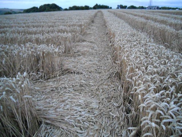 Whitefield Hill, Wiltshire crop circle, aerial photo 85
