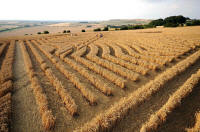 Whitefield Hill, Wiltshire crop circle, aerial photo 74