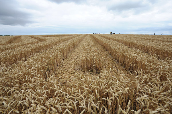 Whitefield Hill, Wiltshire crop circle, aerial photo 62