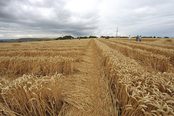 Whitefield Hill, Wiltshire crop circle, aerial photo 63