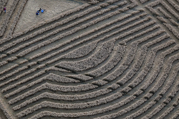 Whitefield Hill, Wiltshire crop circle, aerial photo 69