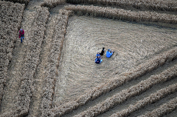 Whitefield Hill, Wiltshire crop circle, aerial photo 68
