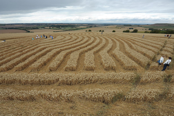 Whitefield Hill, Wiltshire crop circle, aerial photo 64