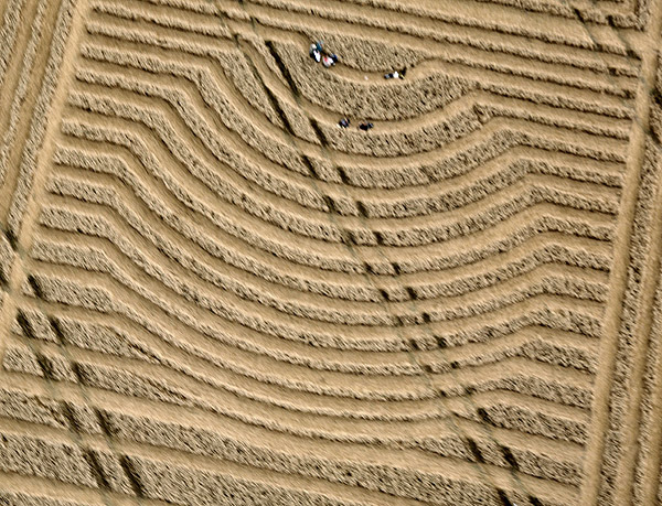 Whitefield Hill, Wiltshire crop circle, aerial photo 9