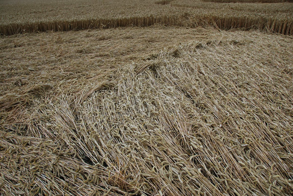The White Horse, Wiltshire crop circle, ground photo 57