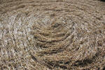 The White Horse, Wiltshire crop circle, ground photo 60