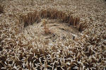 The White Horse, Wiltshire crop circle, ground photo 59