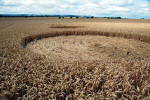 The White Horse, Wiltshire crop circle, ground photo 58