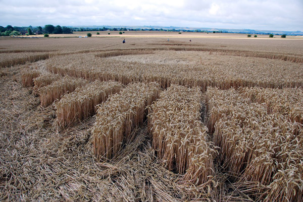 The White Horse, Wiltshire crop circle, ground photo 56