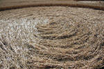 The White Horse, Wiltshire crop circle, ground photo 61
