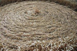 The White Horse, Wiltshire crop circle, ground photo 68