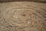 The White Horse, Wiltshire crop circle, ground photo 69