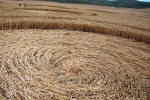 The White Horse, Wiltshire crop circle, ground photo 67