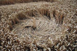 The White Horse, Wiltshire crop circle, ground photo 65