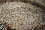 The White Horse, Wiltshire crop circle, ground photo 64