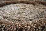 The White Horse, Wiltshire crop circle, ground photo 63