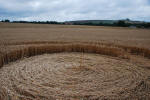 The White Horse, Wiltshire crop circle, ground photo 62