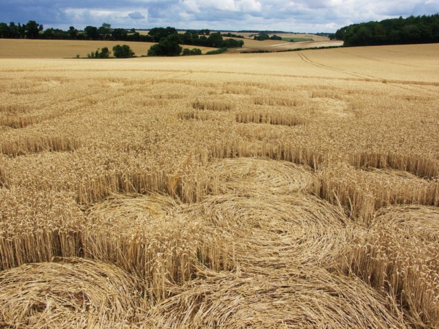 Wickham Green (North of M4), Berkshire crop circle, aerial photo 86